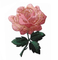아플리케를하는 패치 위의 #4535 3 1/4 &quot; 분홍·로즈 꽃 과장 철